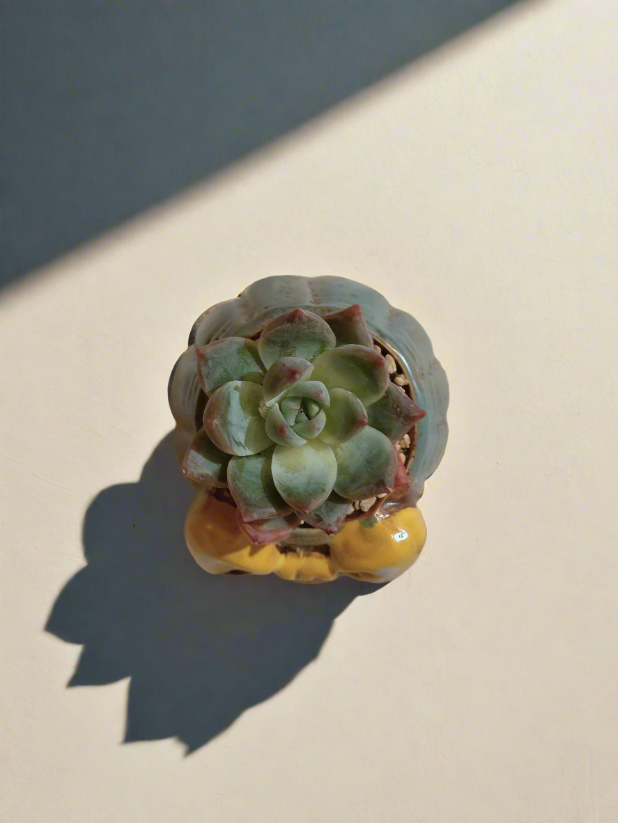 Succulent Ceramic Round Bow Blue – Echeveria 'Blue Bird' - SlowBloomGreens