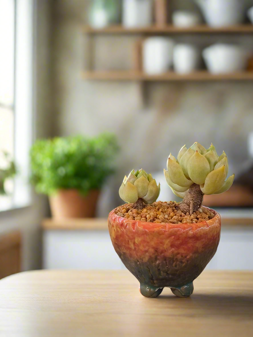 Succulent Rustic Ombre Earth-Tone Mini Planter – Echeveria 'Cila' (Twin Stalk)