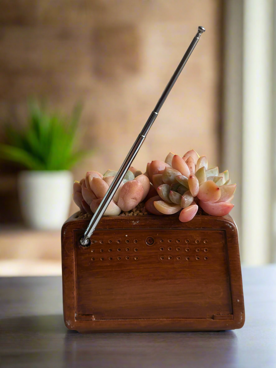 Succulent Retro Radio Planter – Echeveria 'Pink Ariel Crest' & Echeveria Hybrid