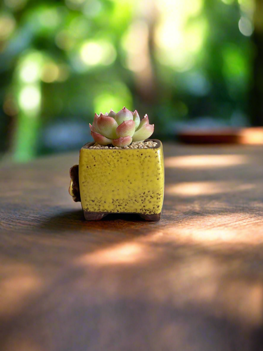 Succulent Ceramic Square Flowerpot Yellow – Echeveria Suryeon - SlowBloomGreens