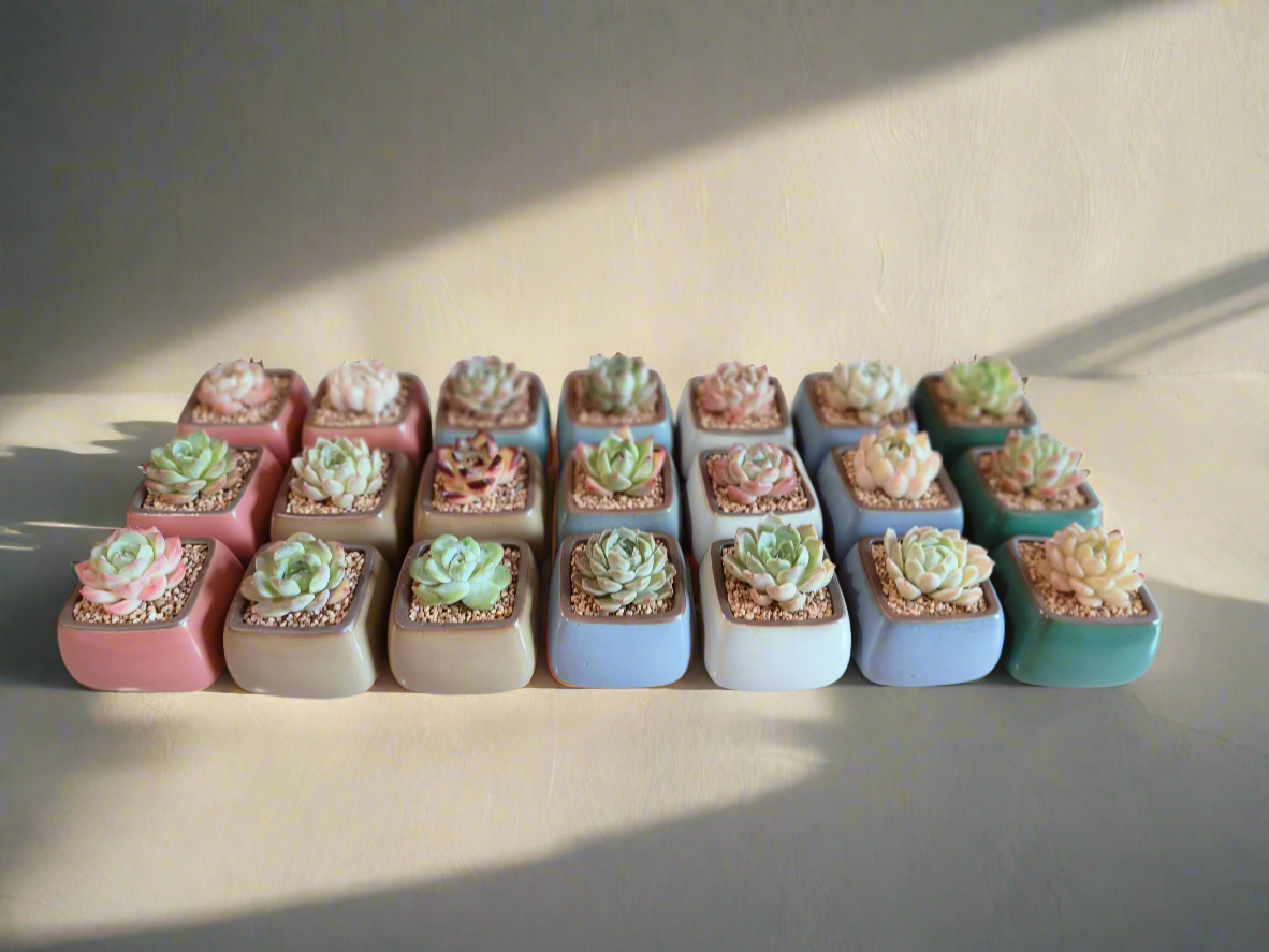 Succulent Serene Square Pots- Gift Favors (6 in a set) - SlowBloomGreens