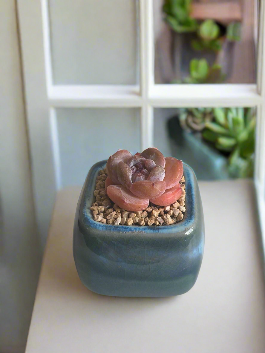 Succulent Serene Square Mini Planter – Echeveria 'Cosette'