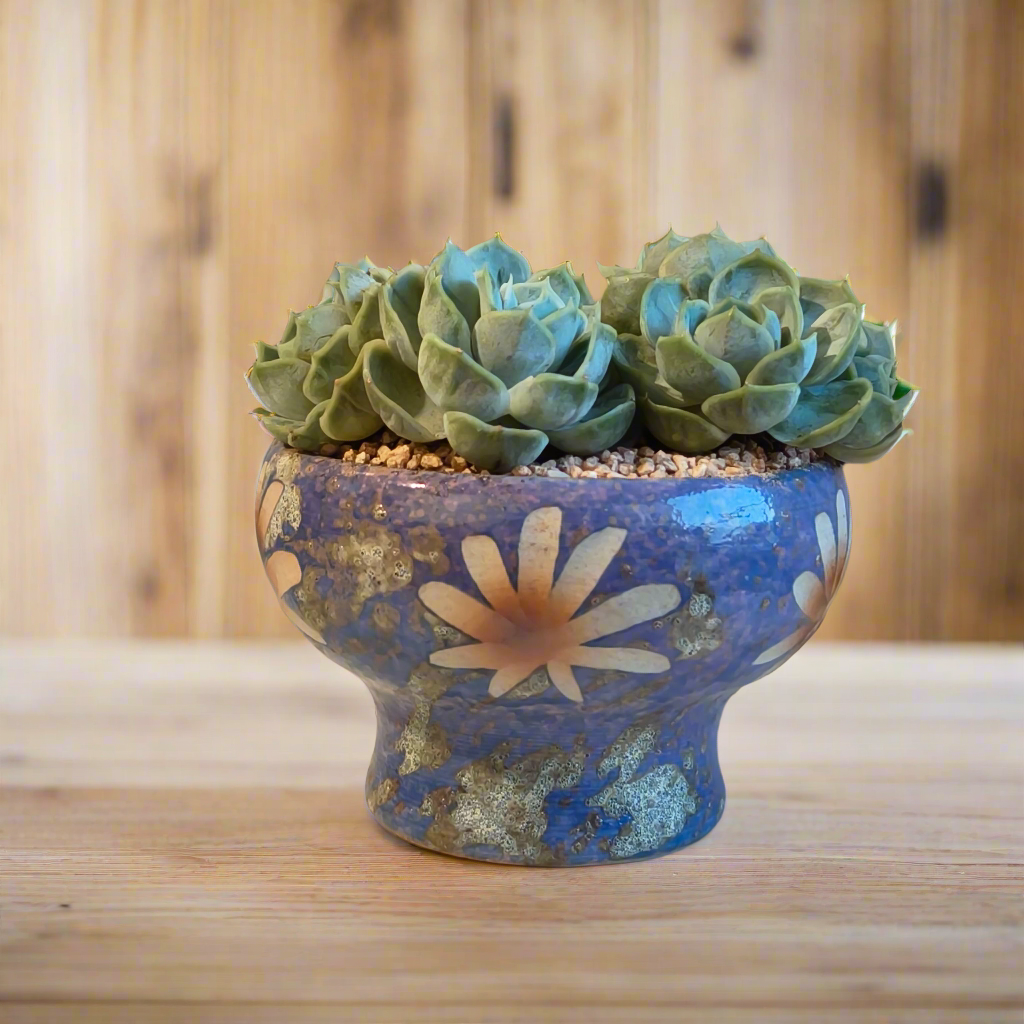 Succulent Moonlit Bloom Pot β Periwinkle Blue with Echeveria 'Blue Surprise'