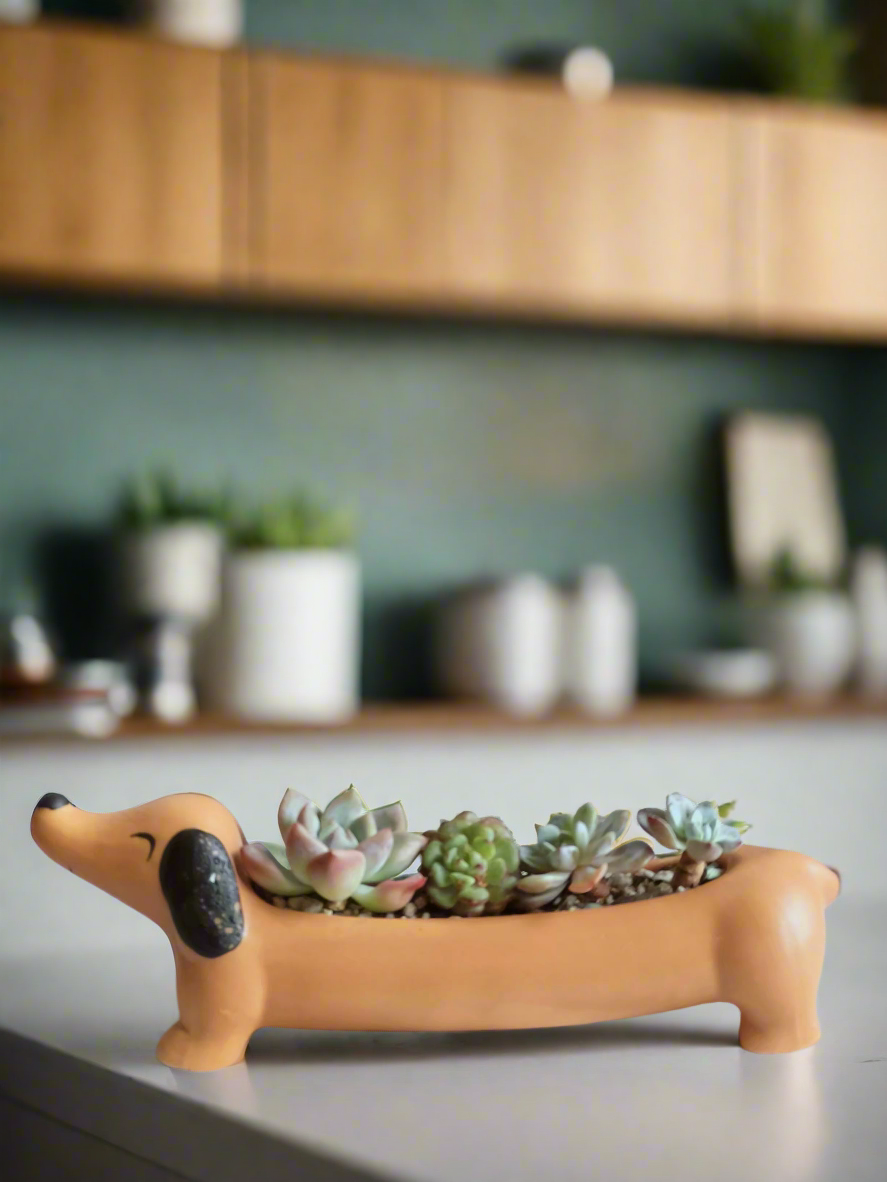 Succulent Daunchund - various - SlowBloomGreens