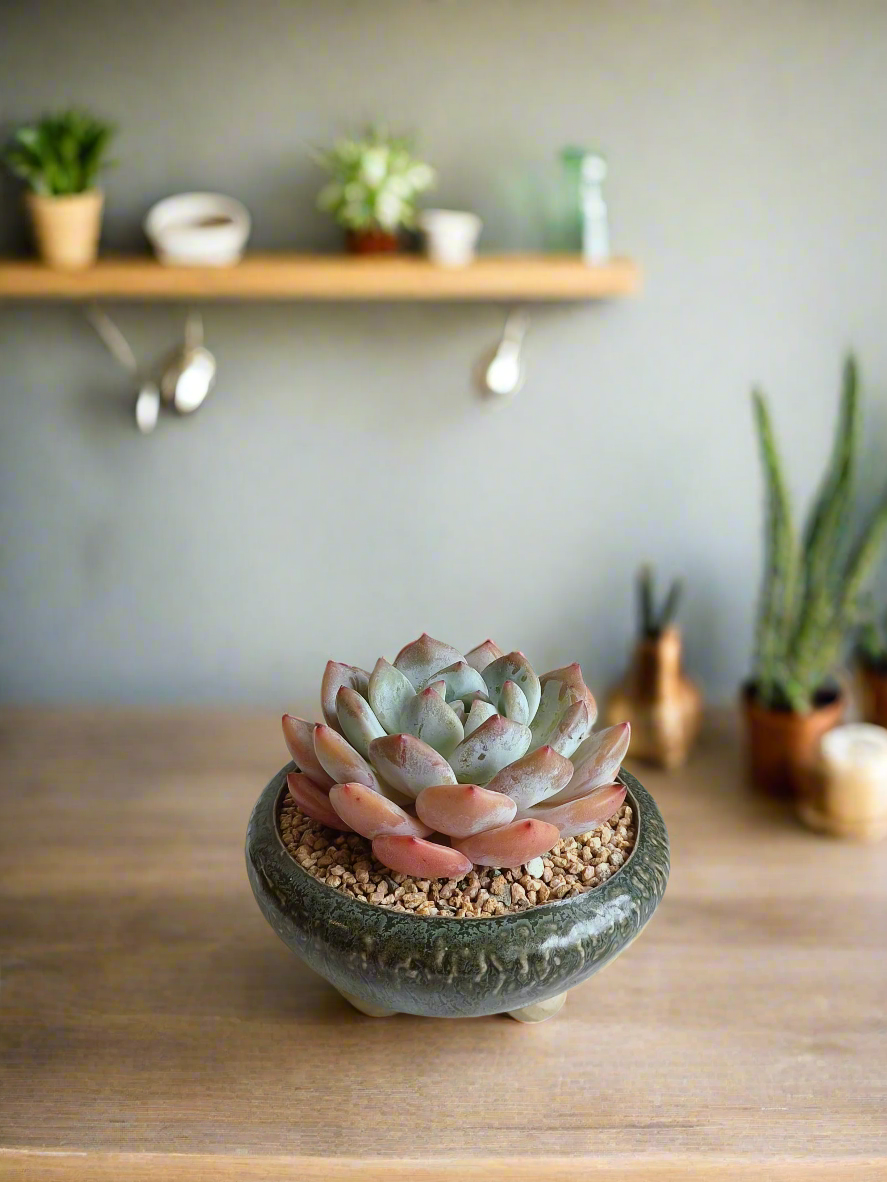 Succulent Rustica Ceramic Pot – Echevaria Orange Monroe - SlowBloomGreens