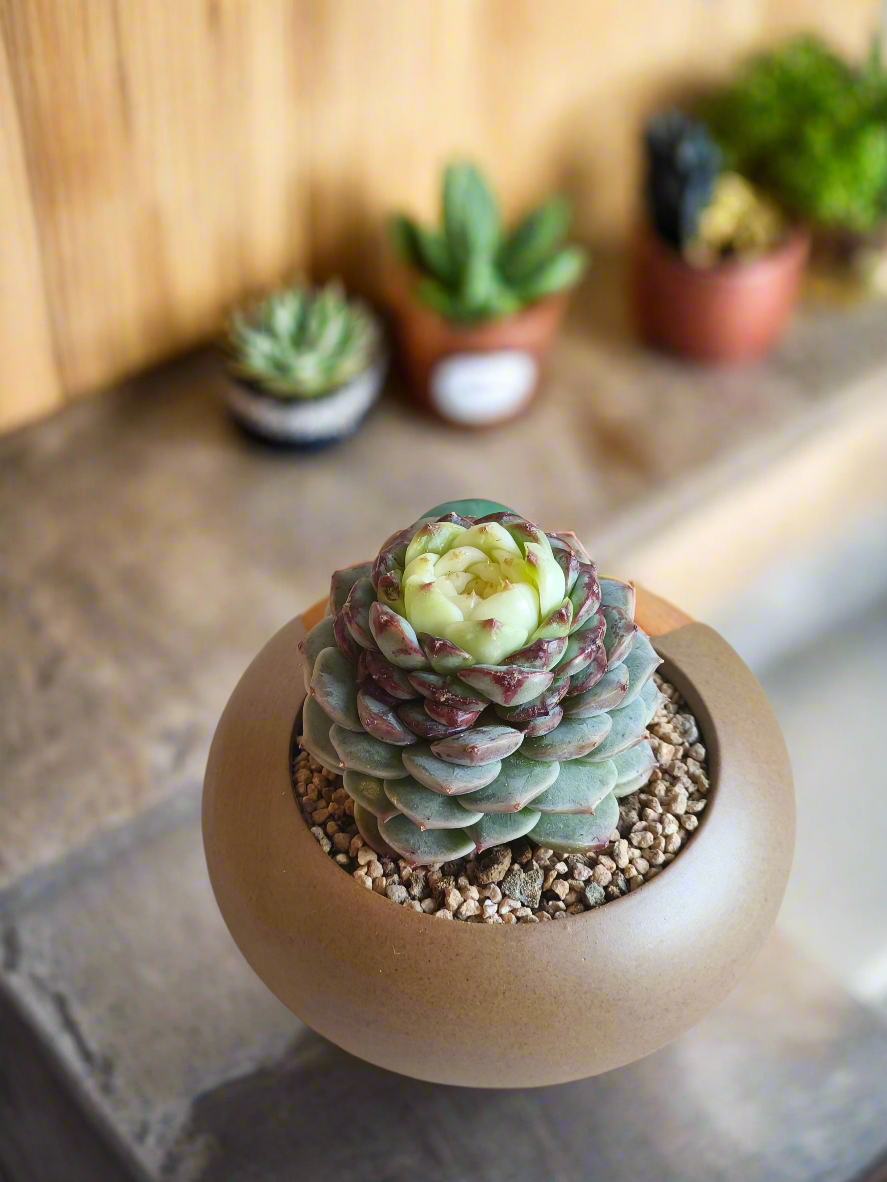 Succulent Seven-Spotted Ladybug Pot – Echeveria 'Red Velvet' - SlowBloomGreens