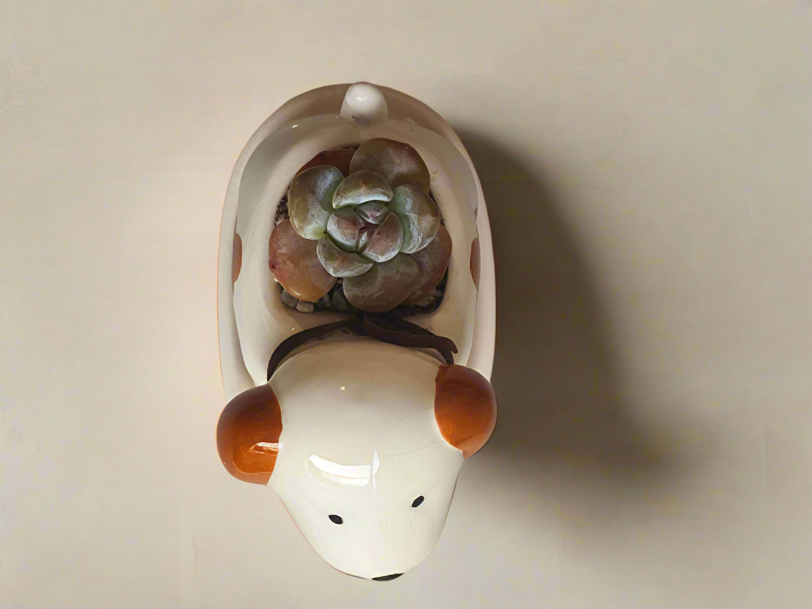 Succulent Puppy Jack Russell Terrier Planter - Echeveria Ice Green