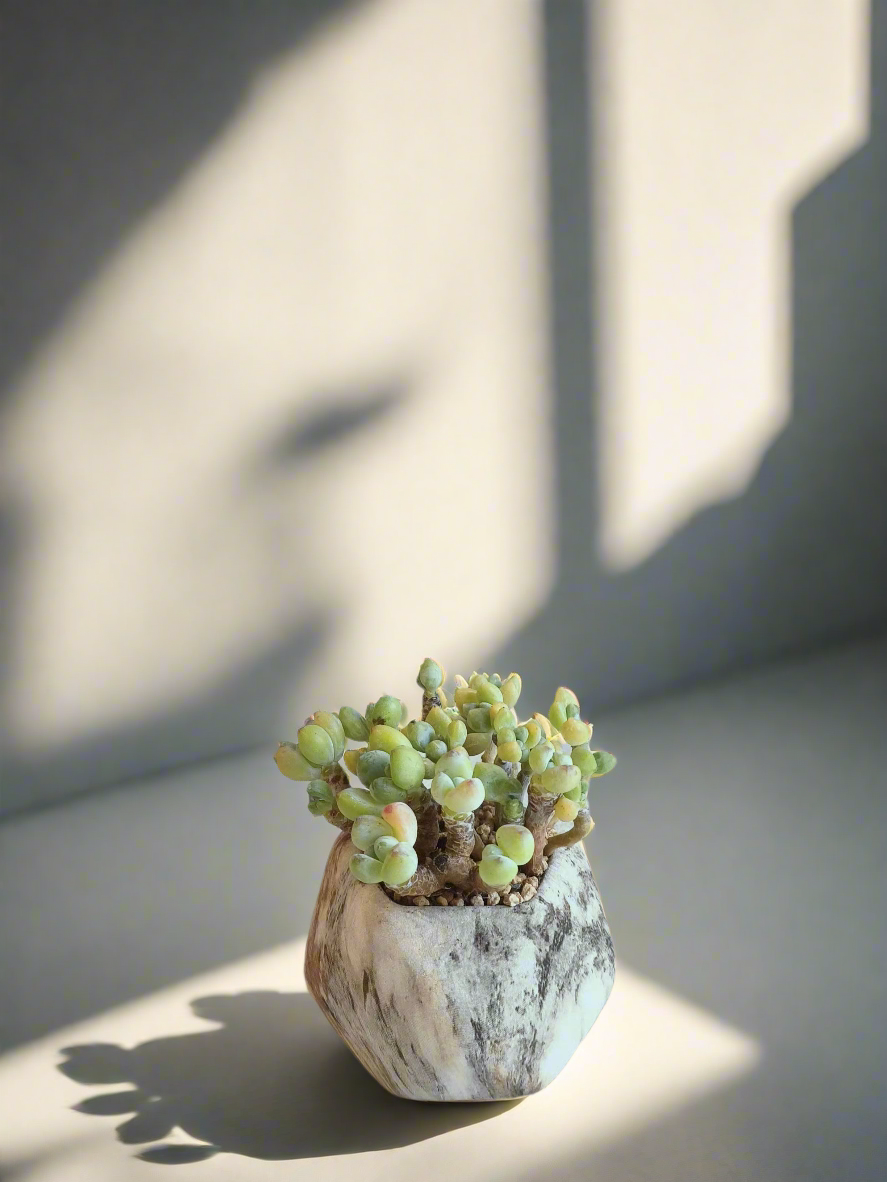 Succulent Mini Octagon Brown - Sedum Treleasei 'Stonecrop' - SlowBloomGreens