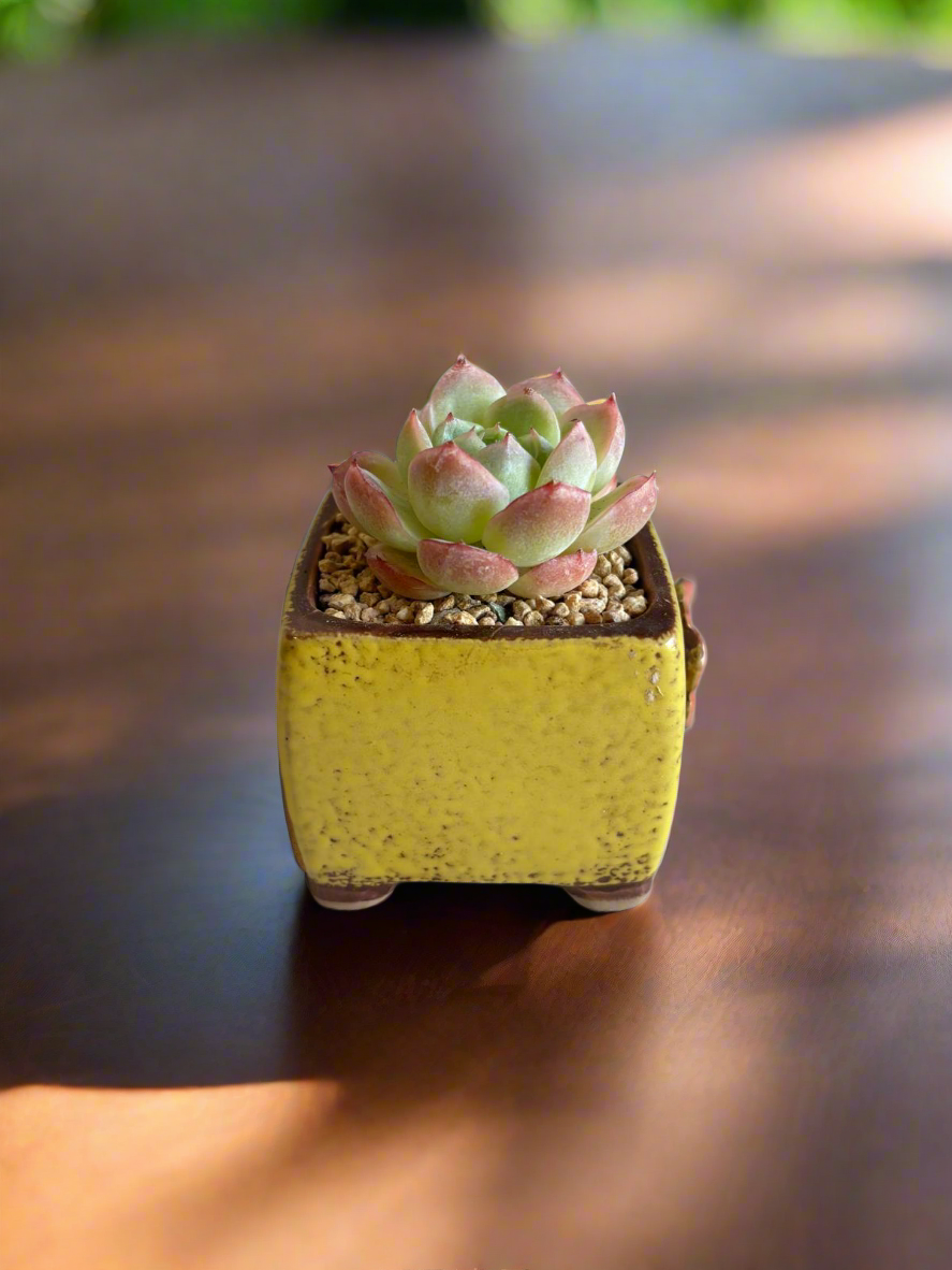 Succulent Ceramic Square Flowerpot Yellow – Echeveria Suryeon - SlowBloomGreens