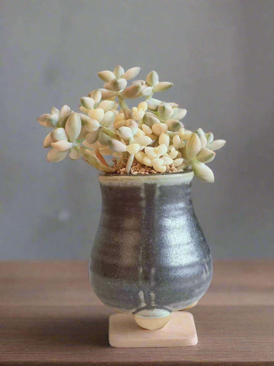 Succulent Rustic Pot Glow Grey - Graptoveria 'Titubans' - SlowBloomGreens