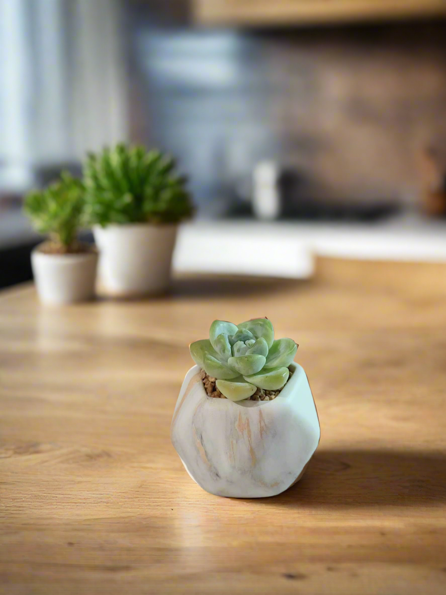 Succulent Mini Octagon Gold Pot – Echeveria Ice Green - SlowBloomGreens