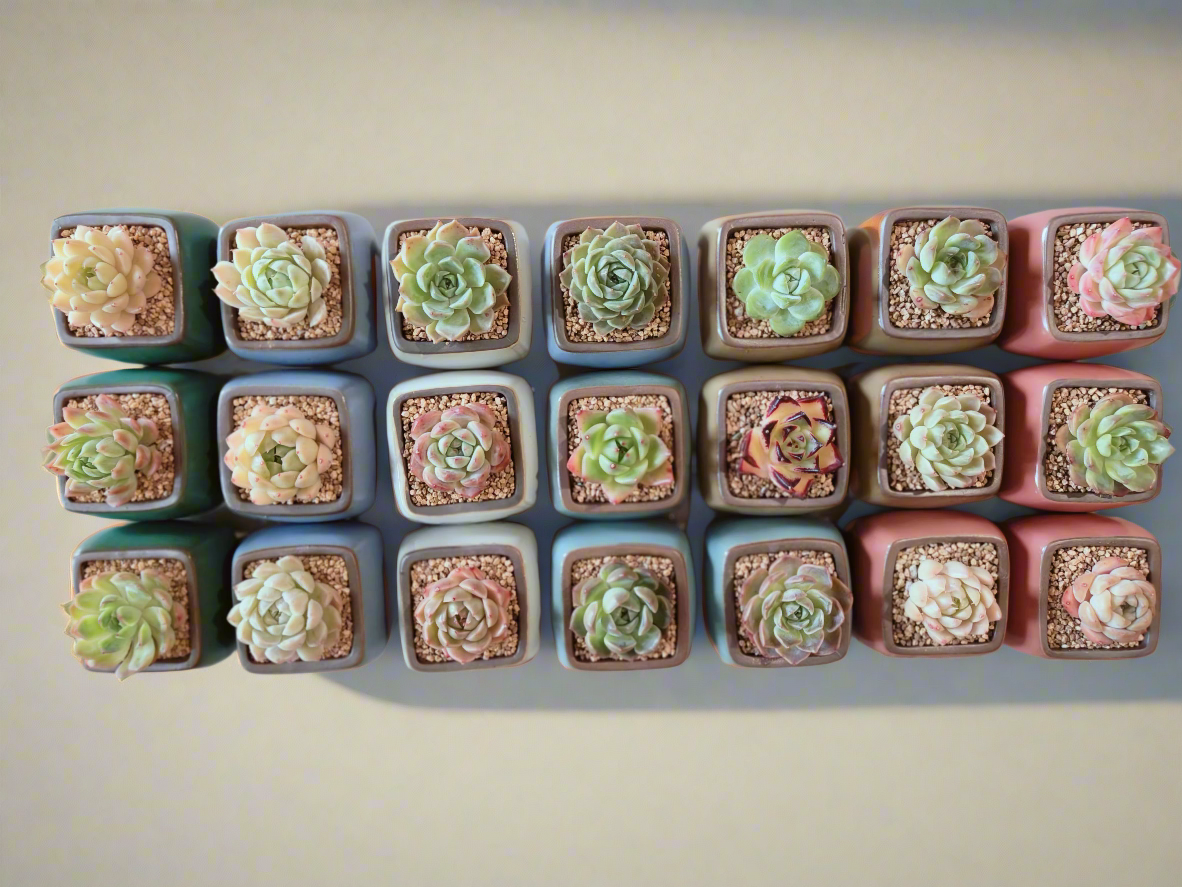 Succulent Serene Square Pots- Gift Favors (6 in a set) - SlowBloomGreens