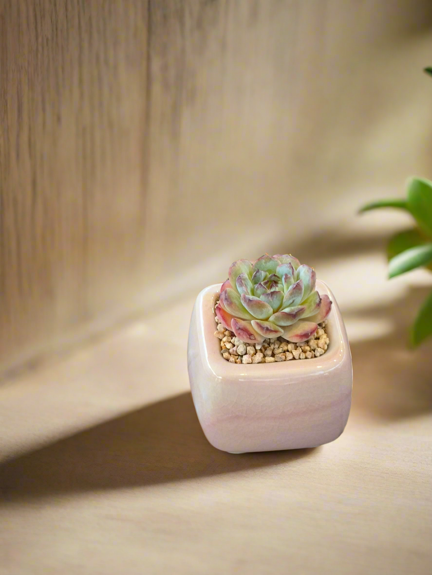 Succulent Serene Square Mini Planter – Echeveria 'Fortitude'