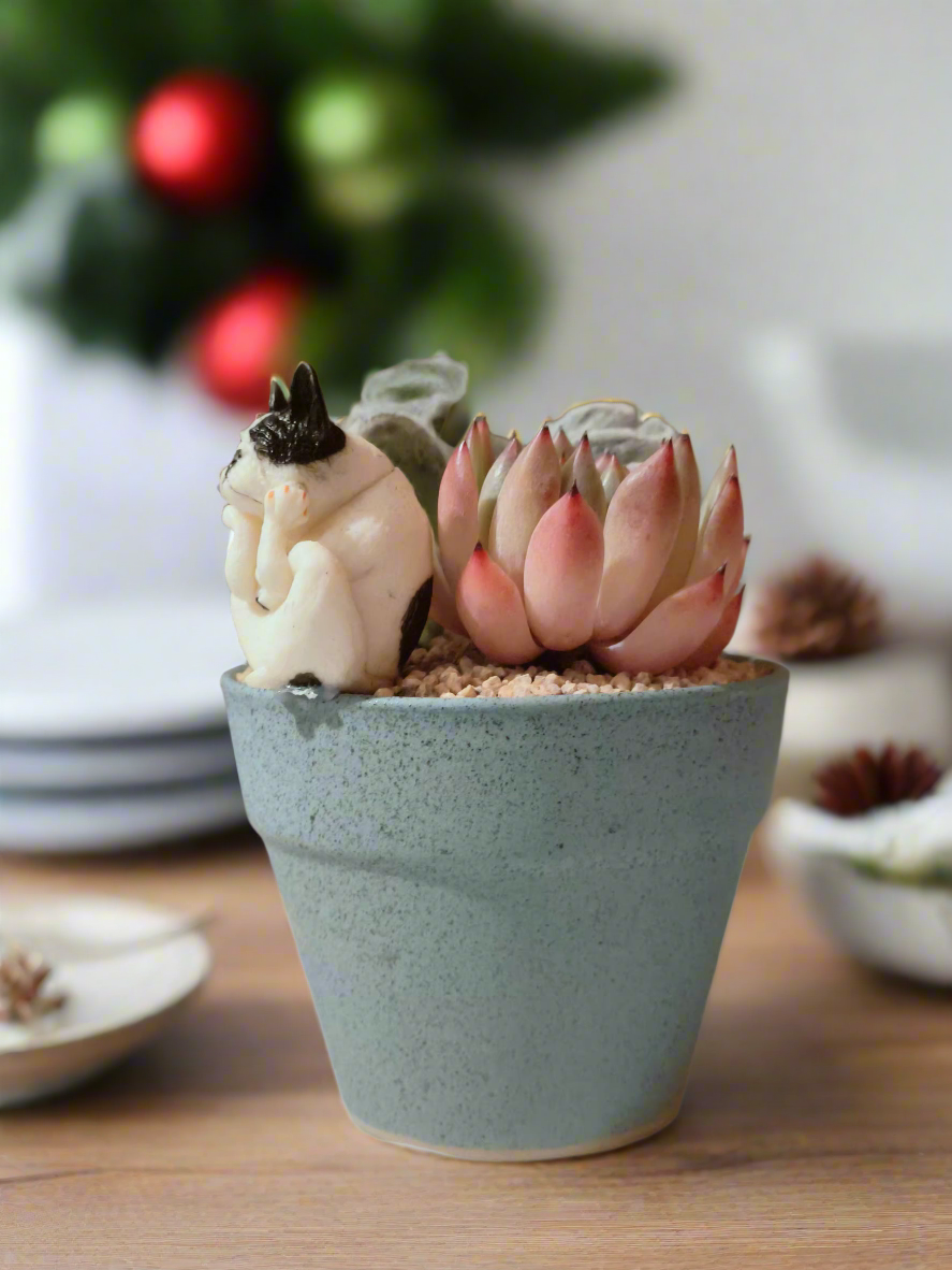 Succulent Speckled Terracotta Blue Yoga Bulldog - Echeveria White Mexican Rose & White Velvet - SlowBloomGreens
