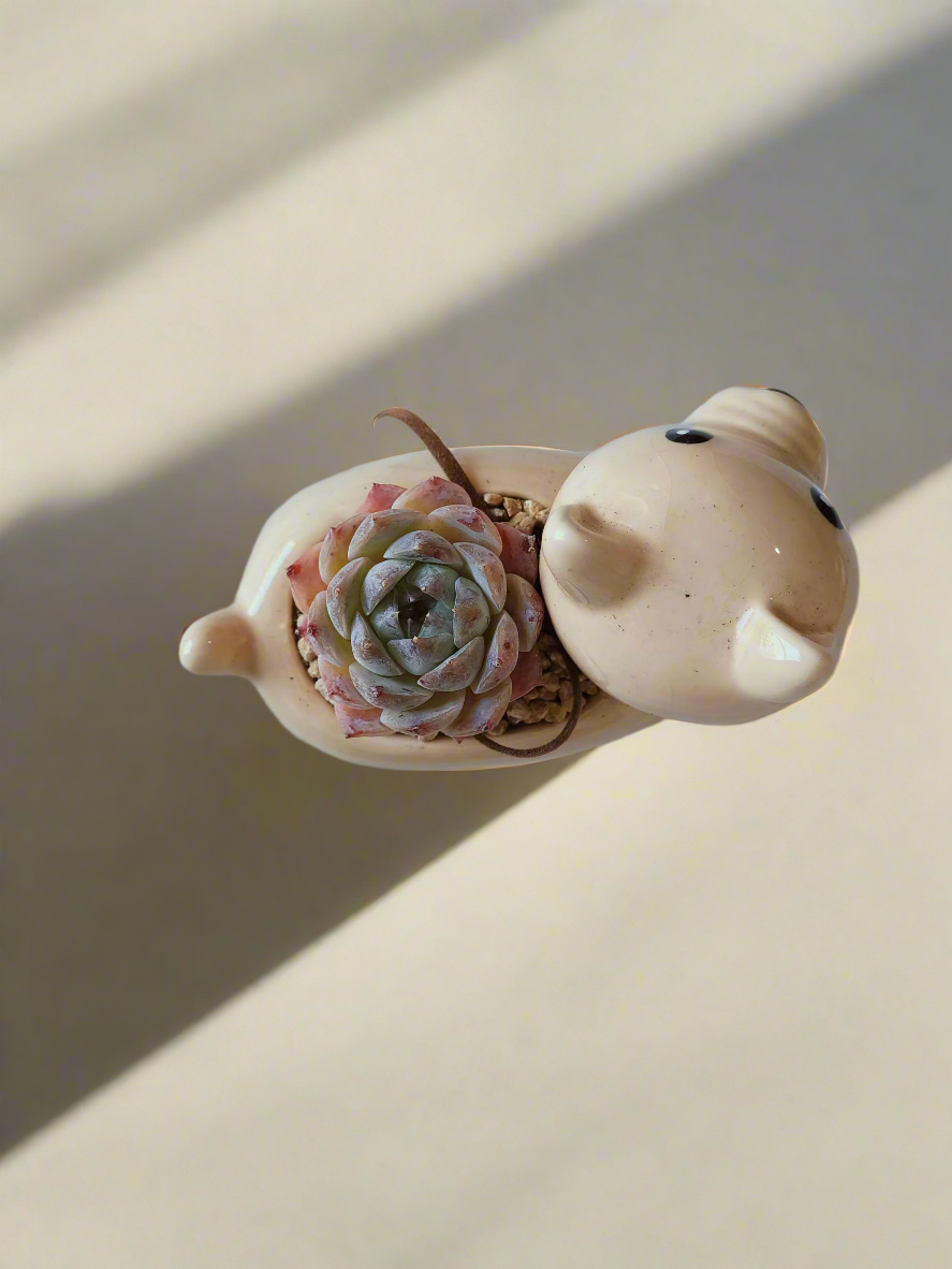 Succulent Puppy Shiba Inu - Echeveria Suryeon - SlowBloomGreens