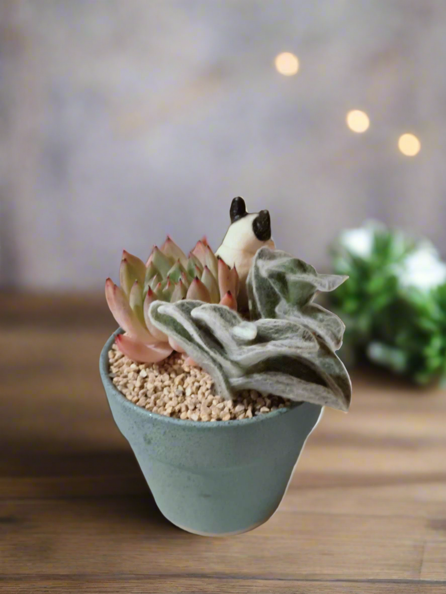 Succulent Speckled Terracotta Blue Yoga Bulldog - Echeveria White Mexican Rose & White Velvet - SlowBloomGreens