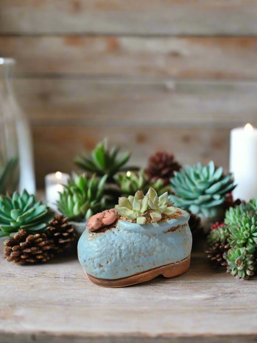 Succulent Mary Jane Charm Blue – Graptopetalum mendoza & Pachyveria pachyphytoides - SlowBloomGreens