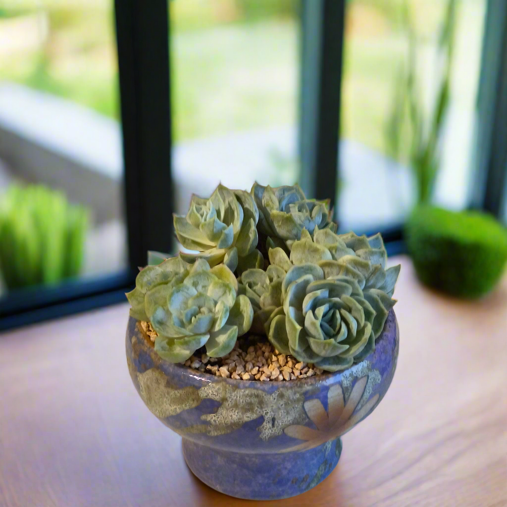 Succulent Moonlit Bloom Pot β Periwinkle Blue with Echeveria 'Blue Surprise'