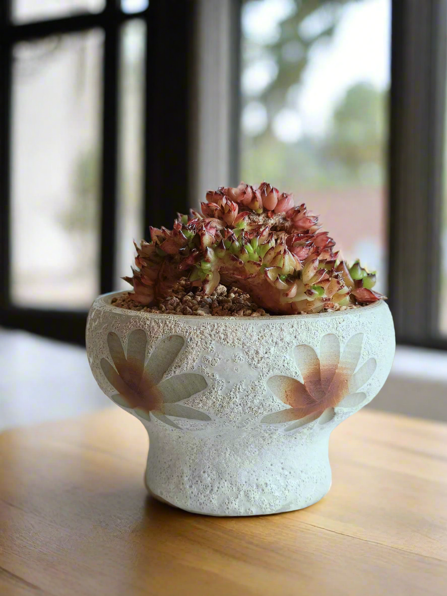 Succulent Moonlit Bloom Pot – Soft White with Echeveria Agavoides Cristata - SlowBloomGreens