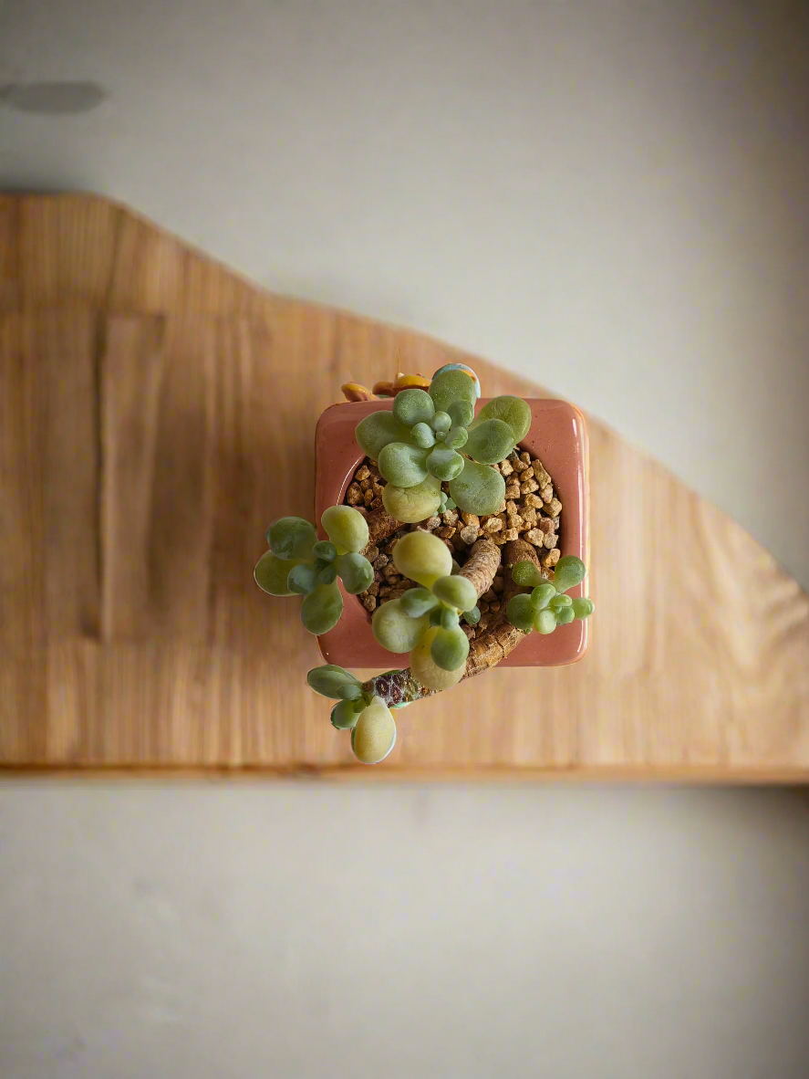 Succulent Floral Charm Pink – Tiscalatengo Gorge Sedum - SlowBloomGreens