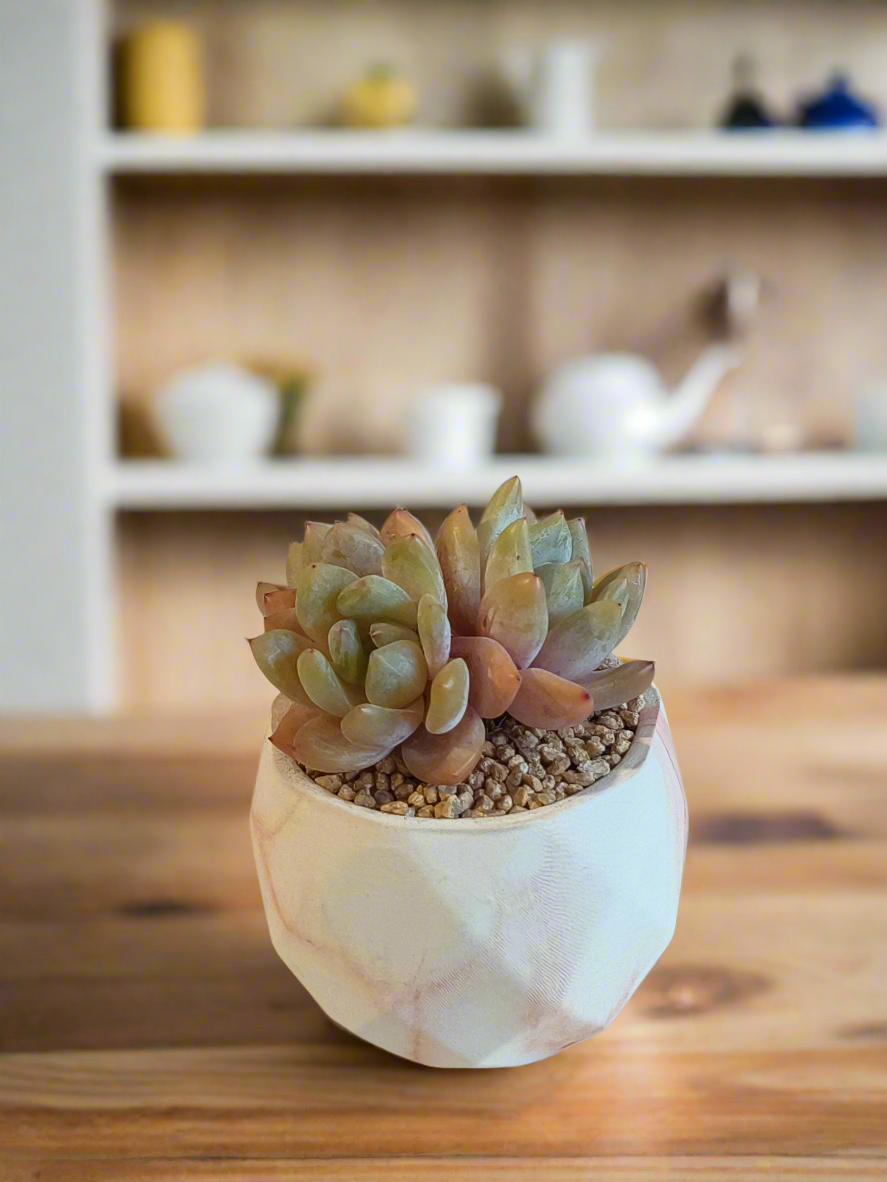 Succulent arrangement featuring Echeveria 'Pink Ariel Crest' in a marble orange pot, adding a touch of sophistication to any setting.