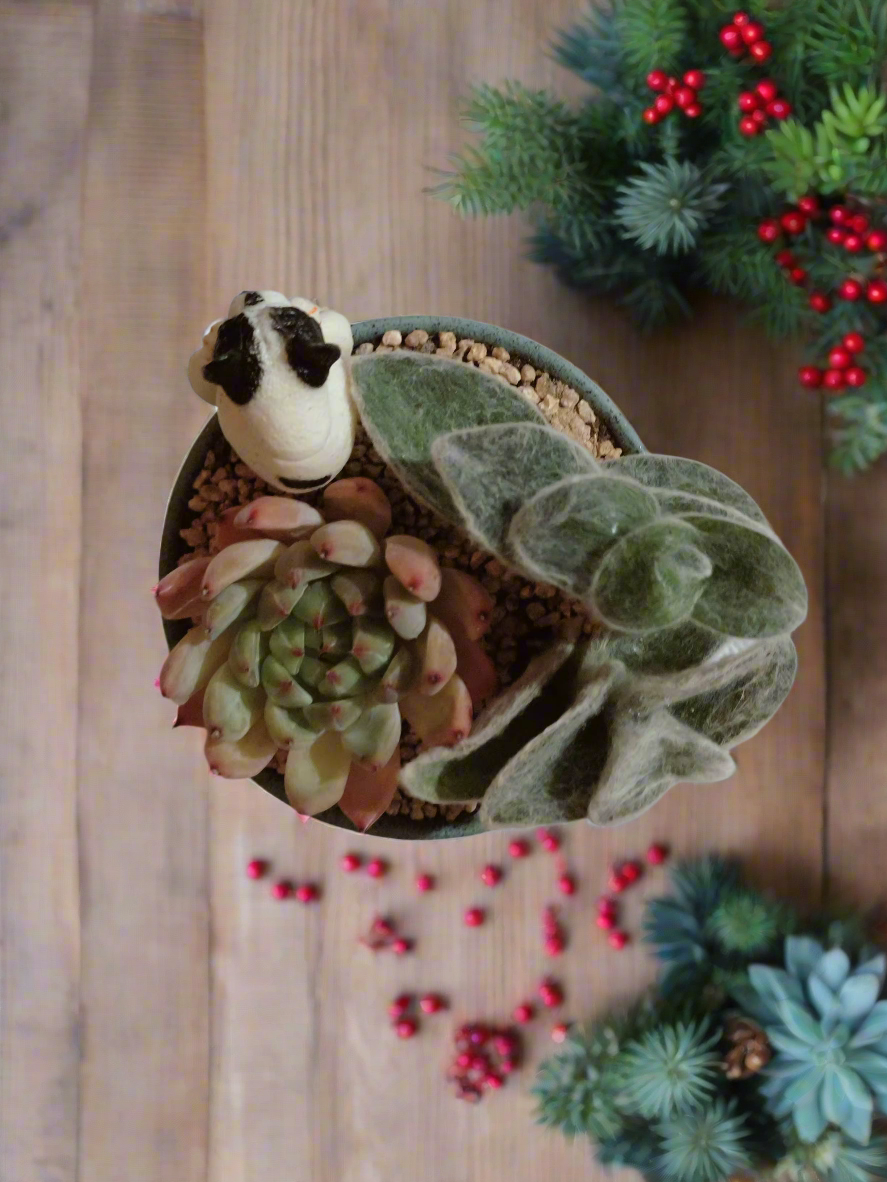 Succulent Speckled Terracotta Blue Yoga Bulldog - Echeveria White Mexican Rose & White Velvet - SlowBloomGreens