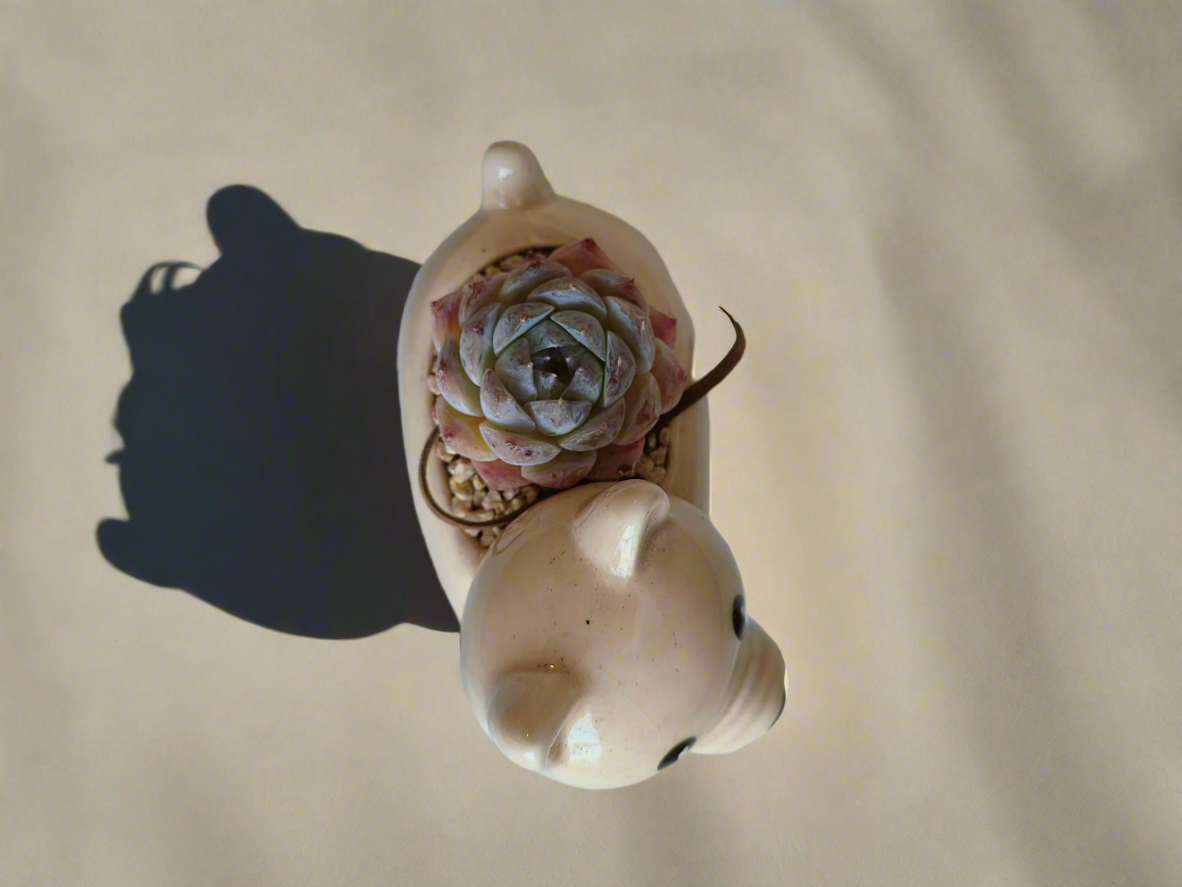 Succulent Puppy Shiba Inu - Echeveria Suryeon - SlowBloomGreens