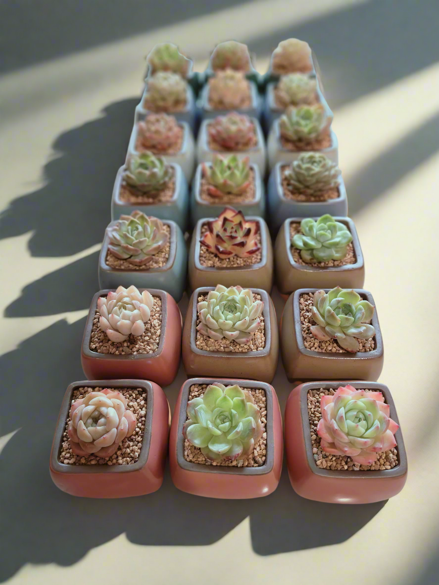 Succulent Serene Square Pots- Gift Favors (6 in a set) - SlowBloomGreens
