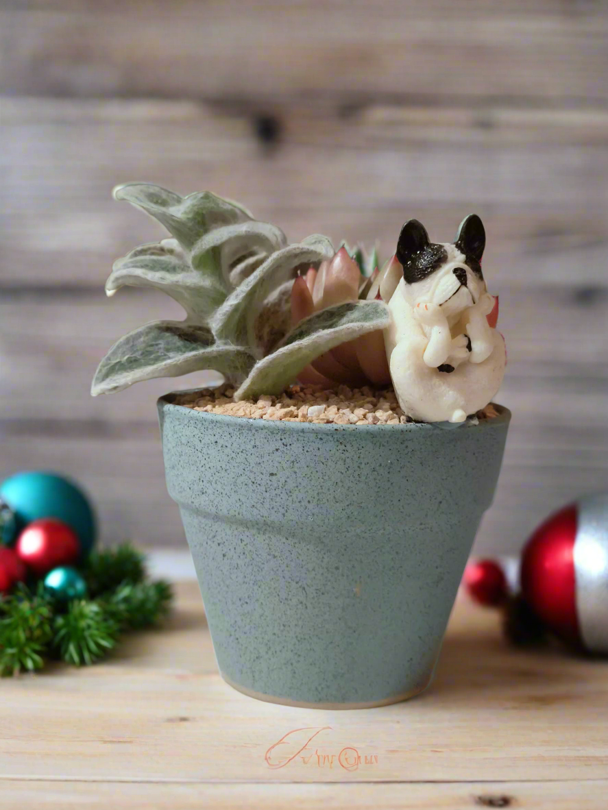 Succulent Speckled Terracotta Blue Yoga Bulldog - Echeveria White Mexican Rose & White Velvet - SlowBloomGreens