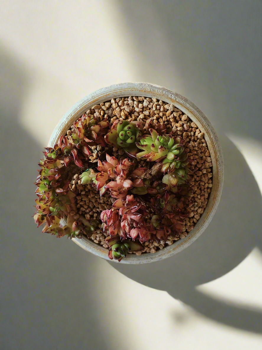 Succulent Moonlit Bloom Pot – Soft White with Echeveria Agavoides Cristata - SlowBloomGreens