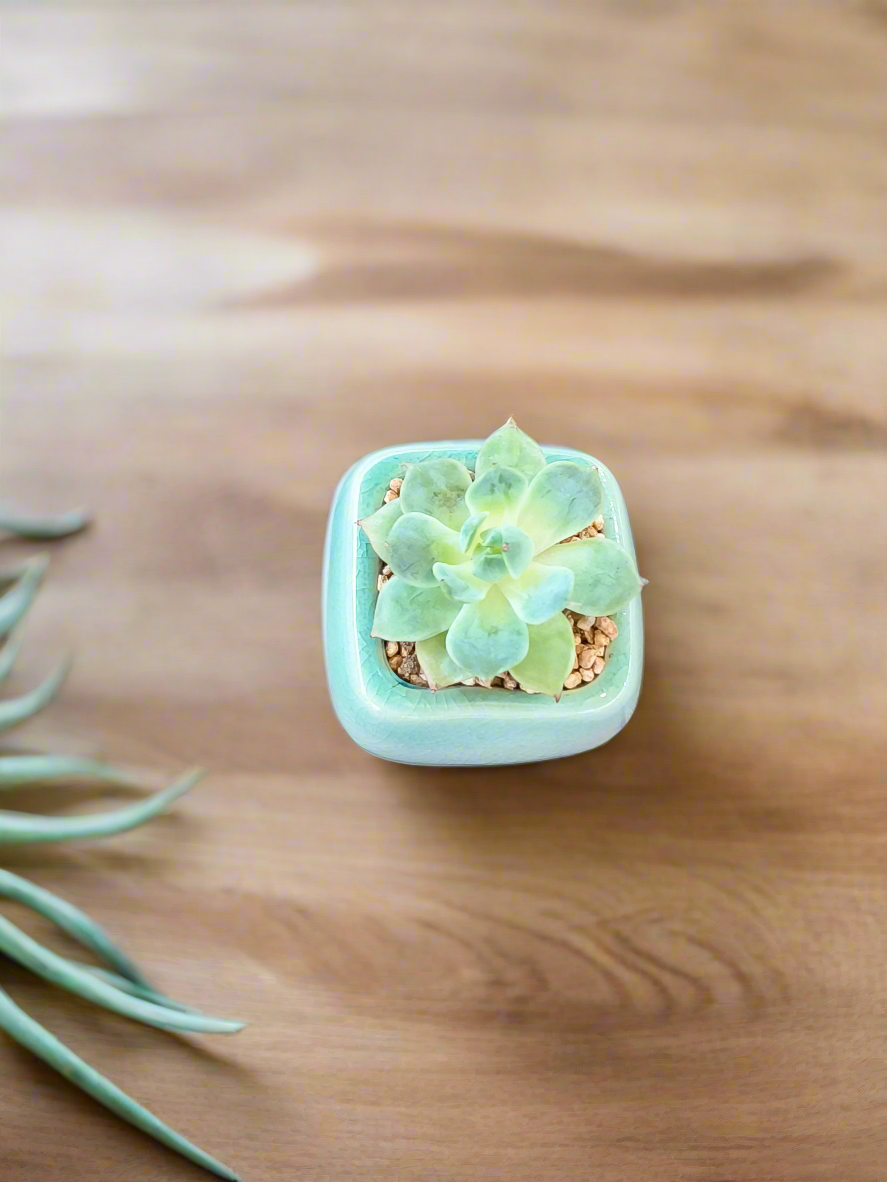 Succulent Serene Square Mini Planter – Echeveria
