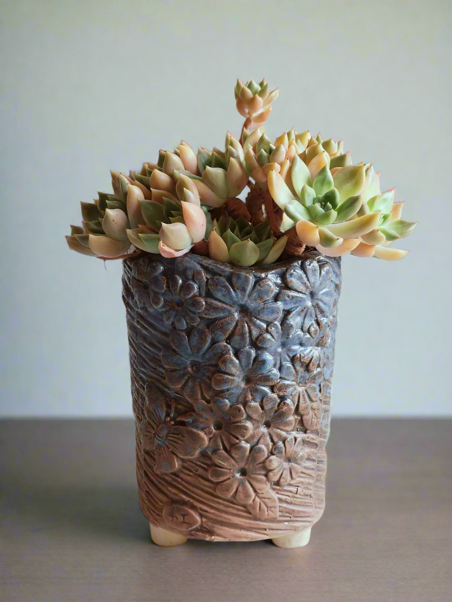 Succulent Rustic Floral Embossed Pot – Graptopetalum 'Bronze' - SlowBloomGreens