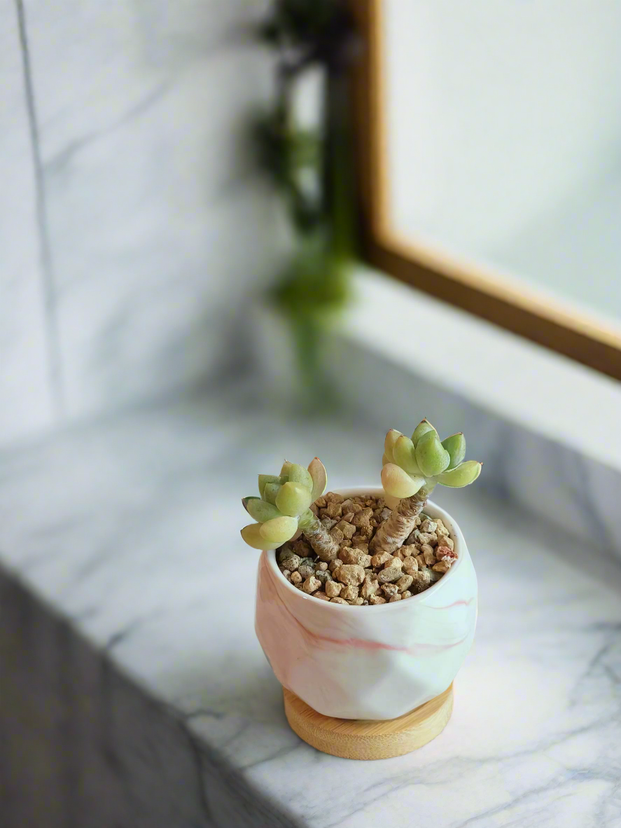 Succulent Petite Bliss Pink - - SlowBloomGreens