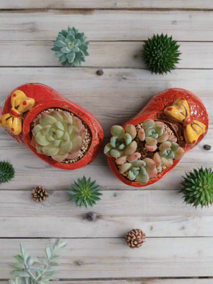 Succulent Mary Jane Charm Red – Pachyveria Elaine - SlowBloomGreens