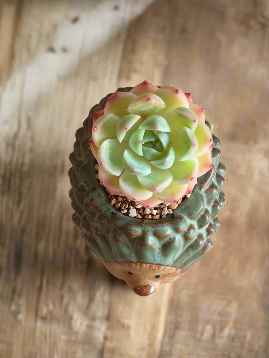 Succulent Hedgehog Pot - Echeveria Suryeon - SlowBloomGreens