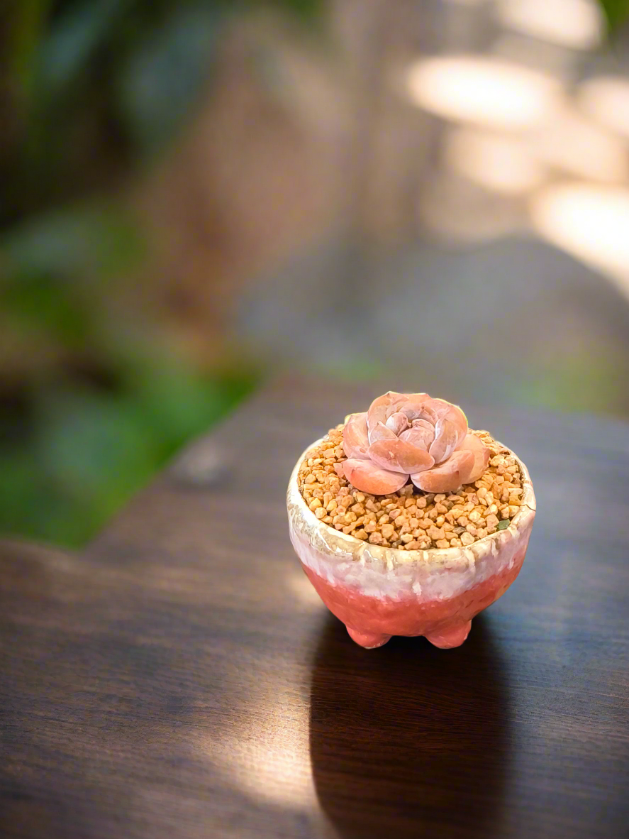 Succulent Red Ombre Rustic Mini Planter – Echeveria 'Cosette'