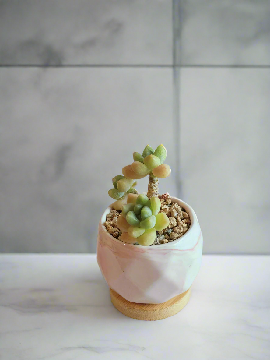 Succulent Petite Bliss Pink - - SlowBloomGreens