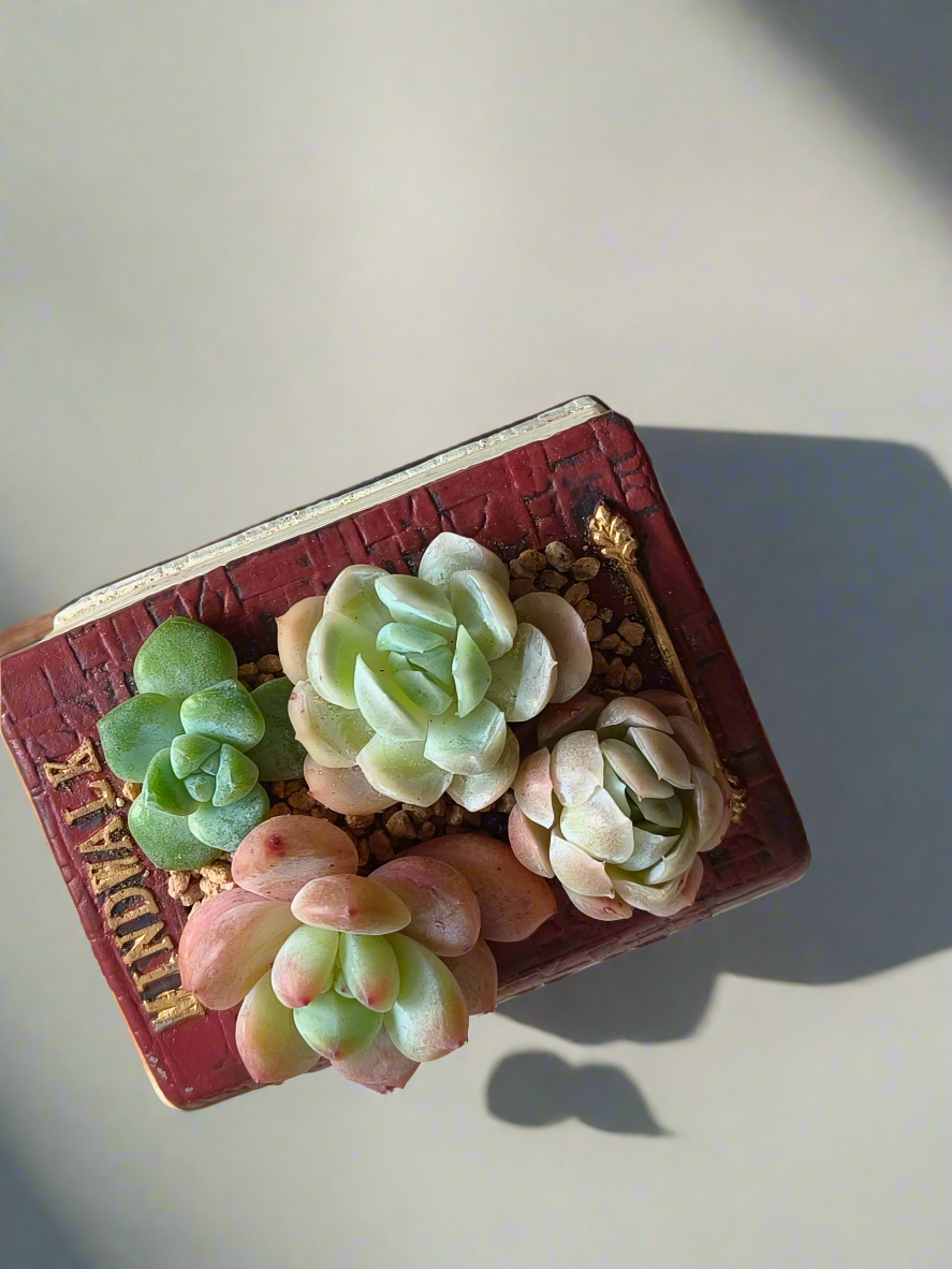Succulent Book Nook – Succulent Arrangement
