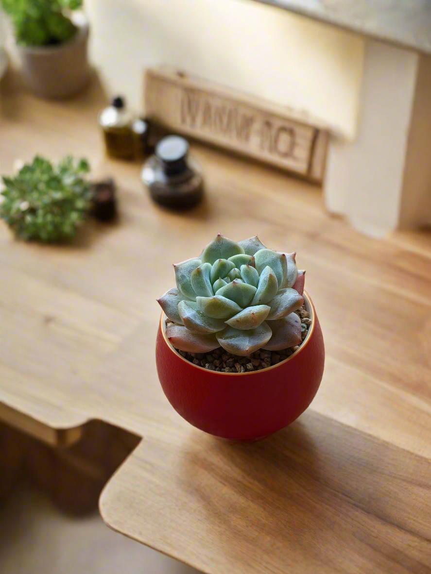 Succulent Auspicious Grace Pot - Echeveria 'Bluebird' - SlowBloomGreens