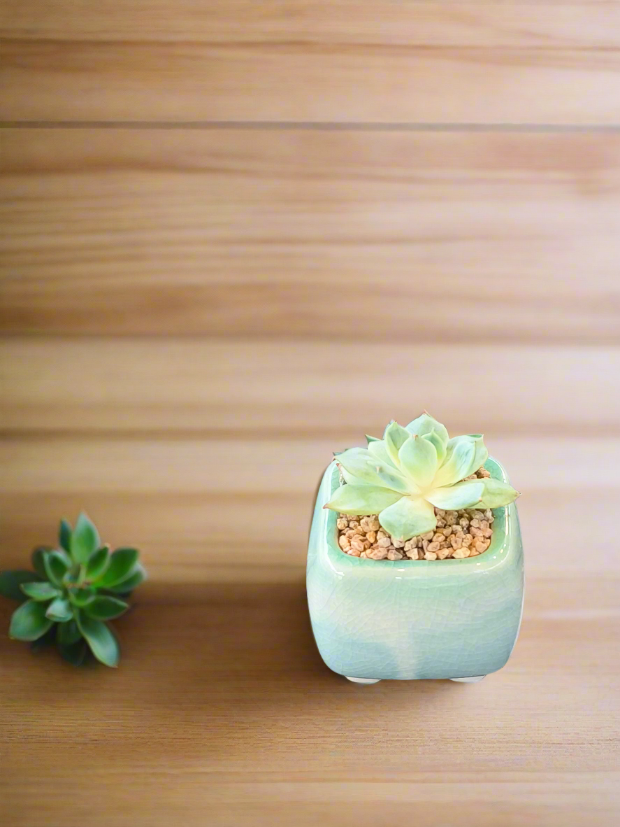 Succulent Serene Square Mini Planter – Echeveria