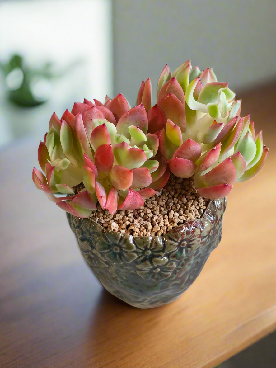 Succulent Rustica Ceramic Pot – Echeveria 'Luella'