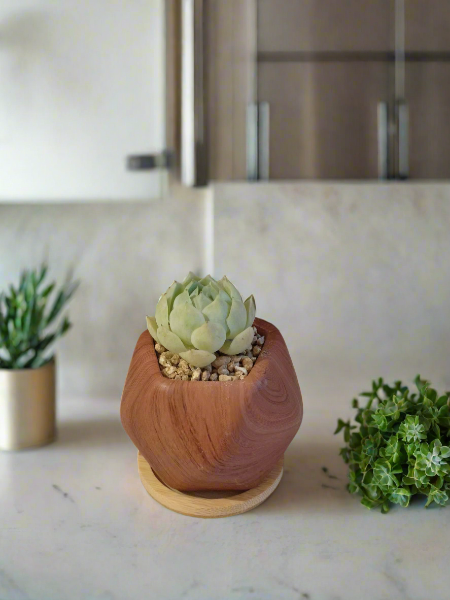 Succulent Mini Octagon 'Wood' – Echeveria Elegans 'Raspberry Ice' - SlowBloomGreens