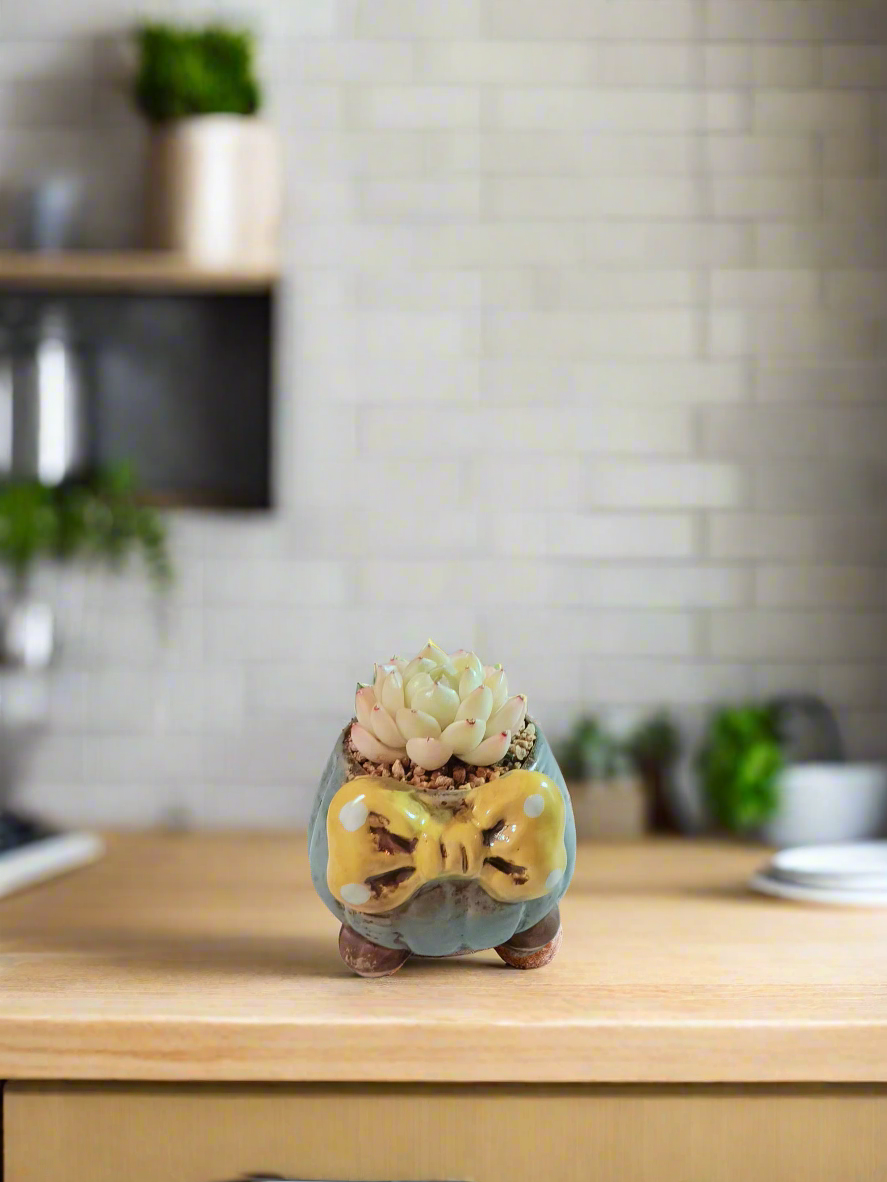 Succulent Ceramic Round Bow Blue – Echeveria White Minima - SlowBloomGreens