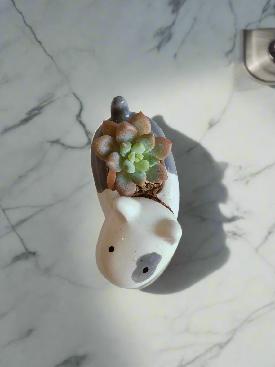 Succulent Puppy Bull Terrier - Graptoveria Opalina - SlowBloomGreens