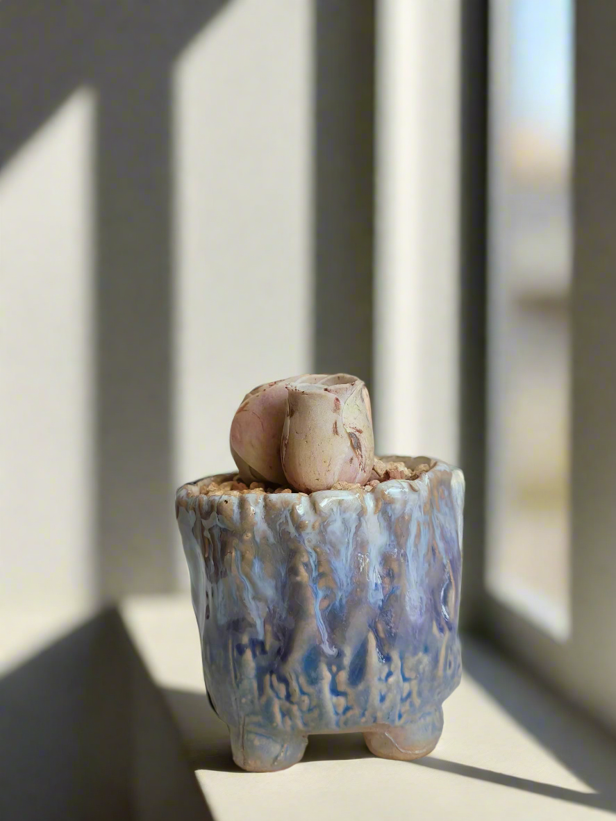 Succulent Lilac Ombre Rustic Planter – Egg Mountain Rose - SlowBloomGreens