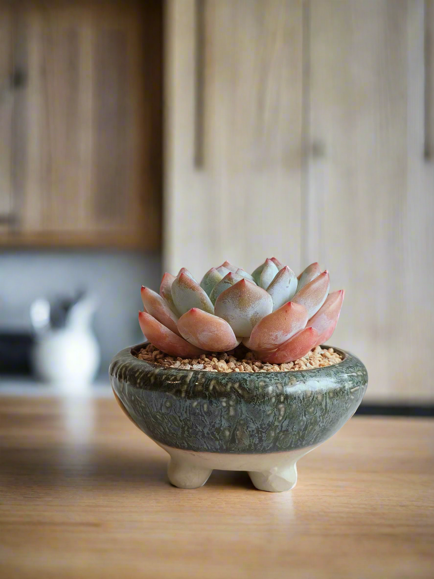 Succulent Rustica Ceramic Pot – Echevaria Orange Monroe - SlowBloomGreens