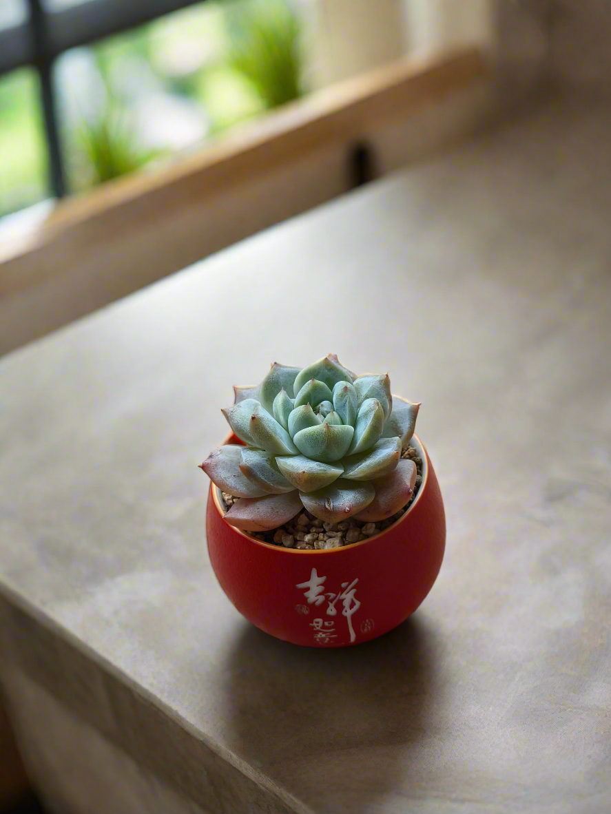 Succulent Auspicious Grace Pot - Echeveria 'Bluebird' - SlowBloomGreens