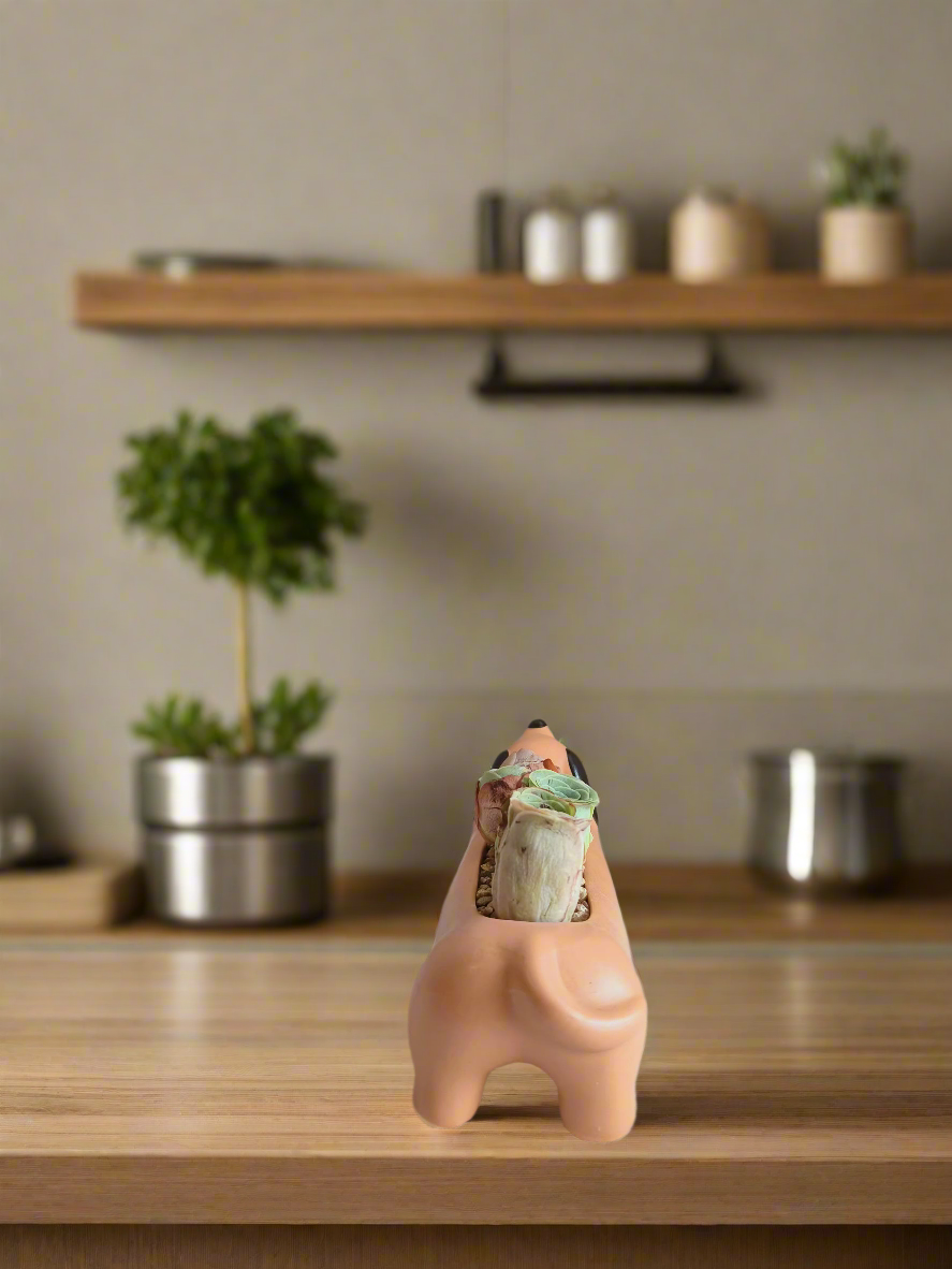 Succulent Daunchund - 5 Mountain Roses 'Greenovia' (Lilac & Green) - SlowBloomGreens