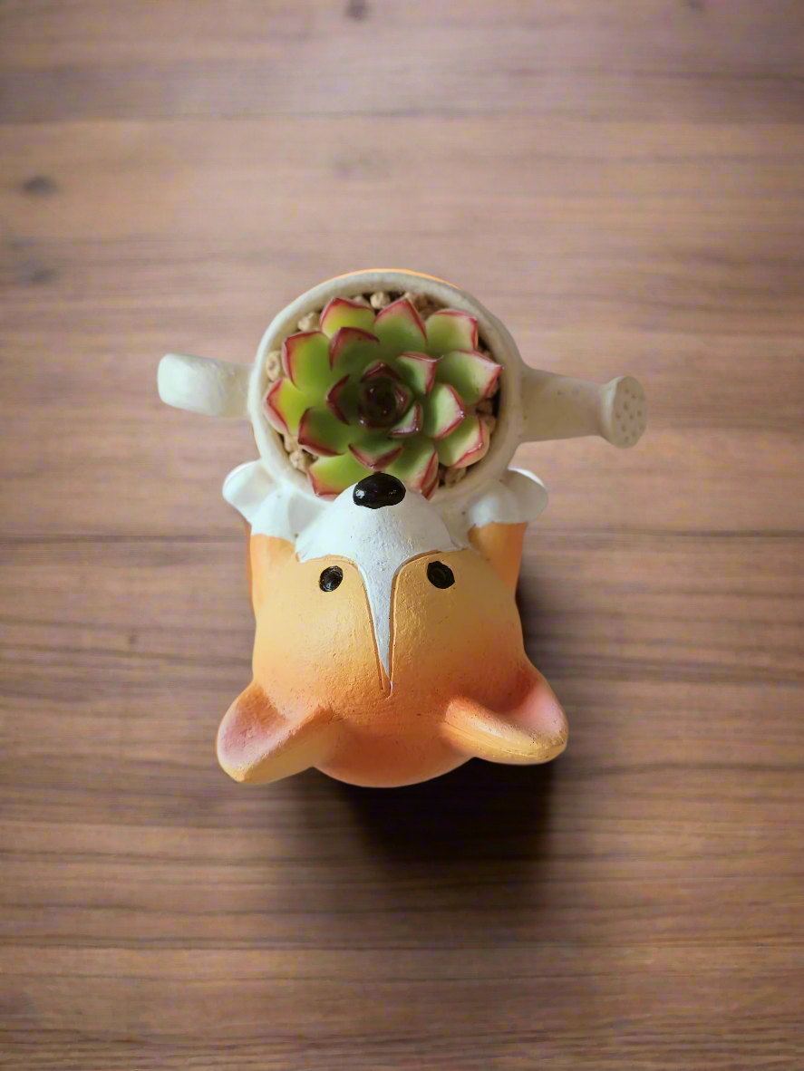 Succulent Charming Corgi - Echeveria Pulidonis - SlowBloomGreens