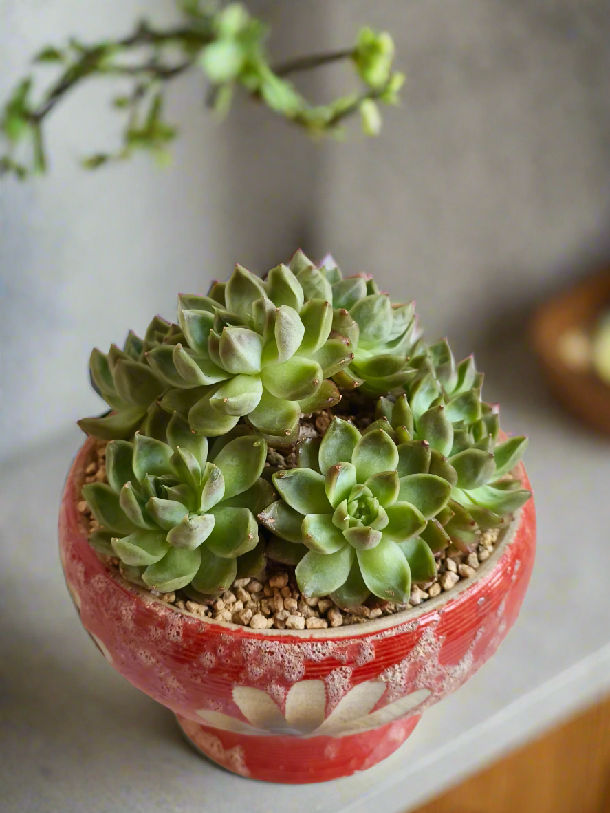 Succulent Moonlit Bloom Pot – Mottled Red with Echeveria 'Violet Queen'